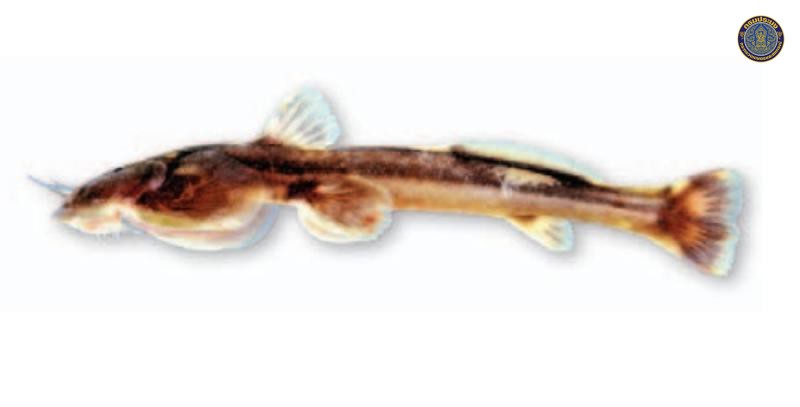 Oreoglanis sudarai