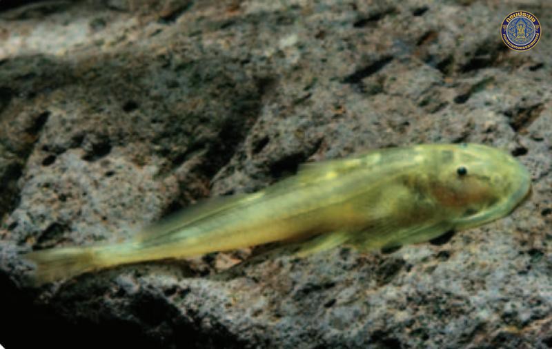 Oreoglanis suraswadii