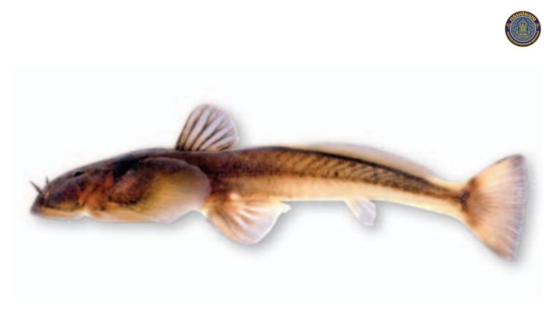 Oreoglanis tenuicauda