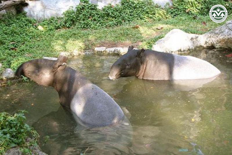 Tapirus indicus