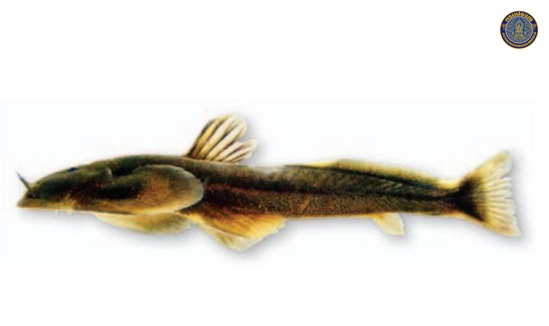 Oreoglanis vicinus