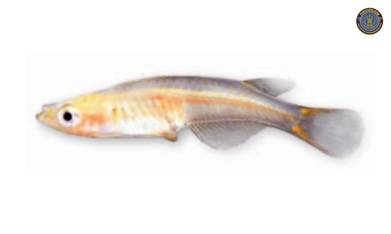 Oryzias mekongensis
