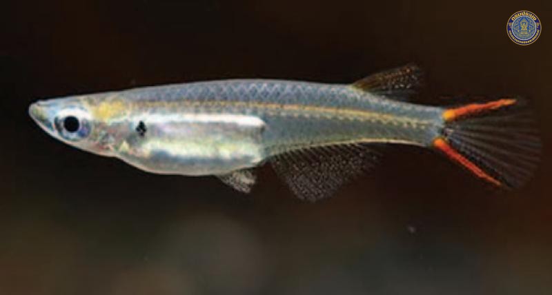 Oryzias songkamensis