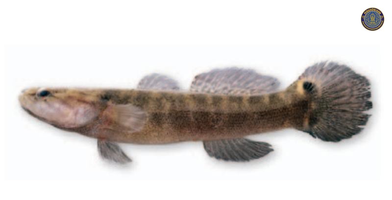 Oxyeleotris siamensis