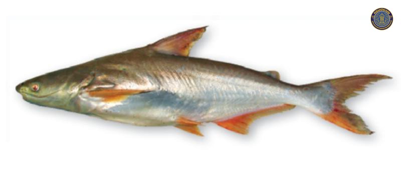 Pangasius conchophilus