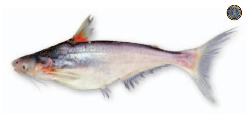 Pangasius myanmar