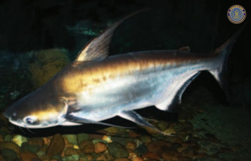 Pangasius sanitwongsei