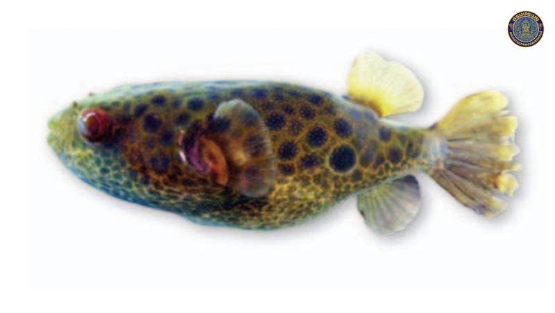 Pao palustris