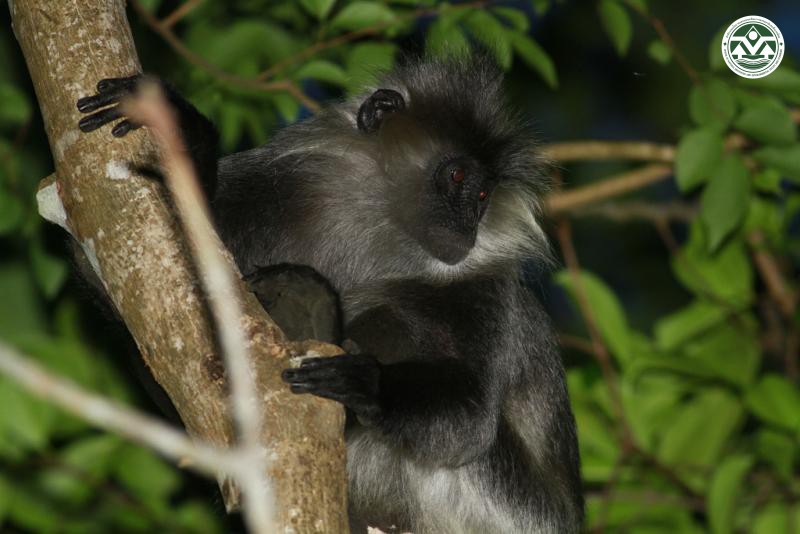 Trachypithecus germaini