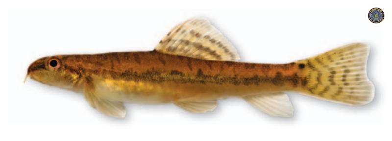 Paracanthocobitis maekhlongensis