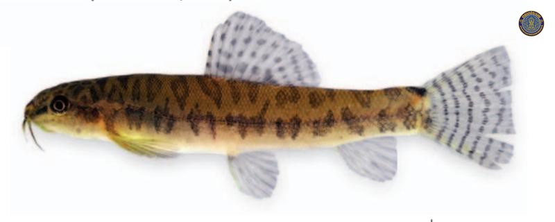 Paracanthocobitis phuketensis