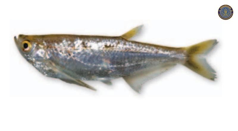 Parachela siamensis