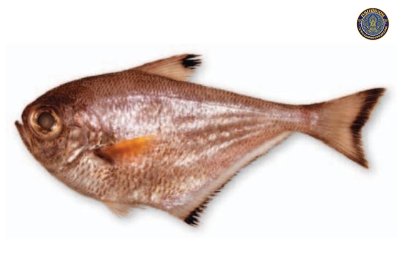 Pempheris flavicycla