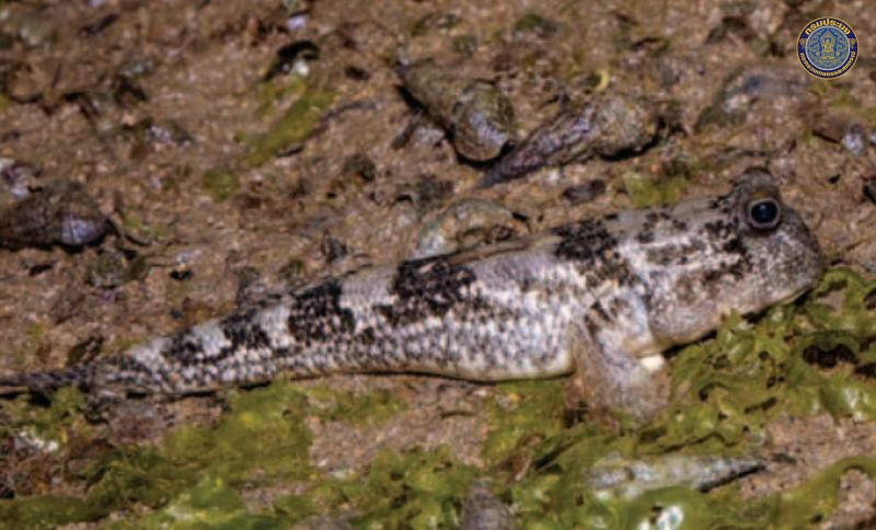 Periopthalmus walailakae