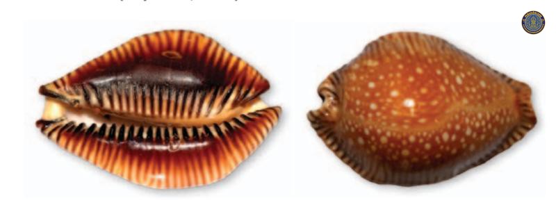 Perisserosa guttata
