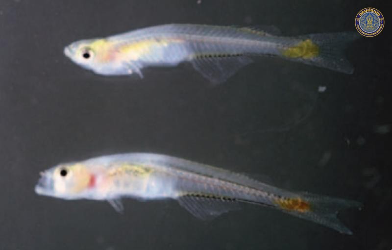 Phenacostethus smithi