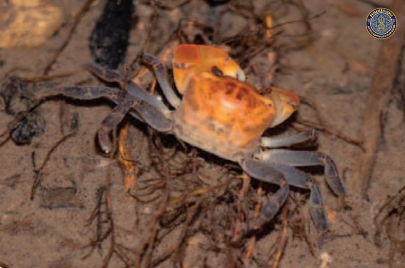 Phricotelphusa ranongi