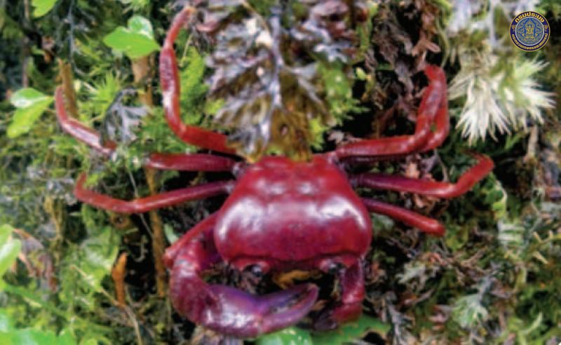 Phricotelphusa sukreei