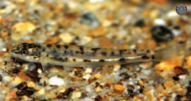 Physoschistura chulabhornae