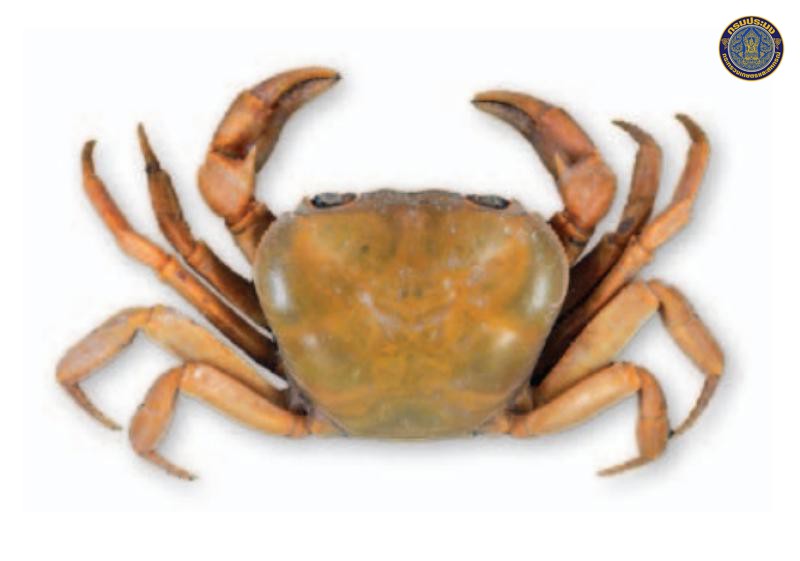 Pilosamon guinotae