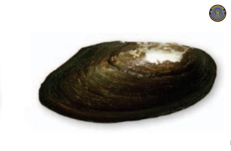 Pilsbryoconcha acuta