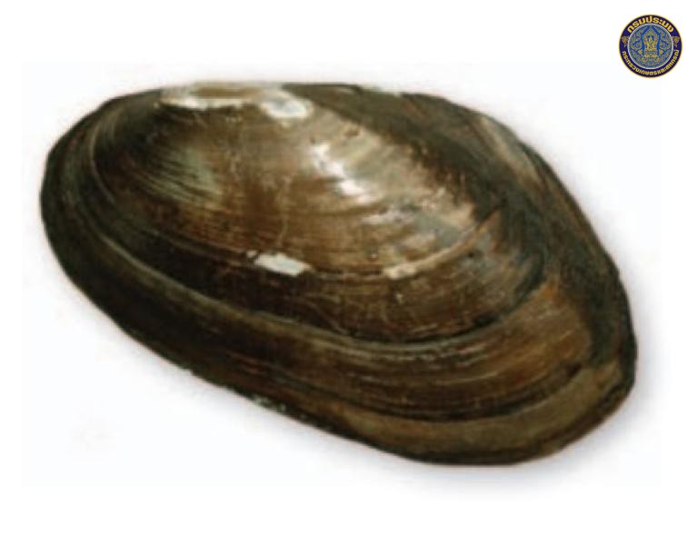 Pilsbryoconcha hoikaab