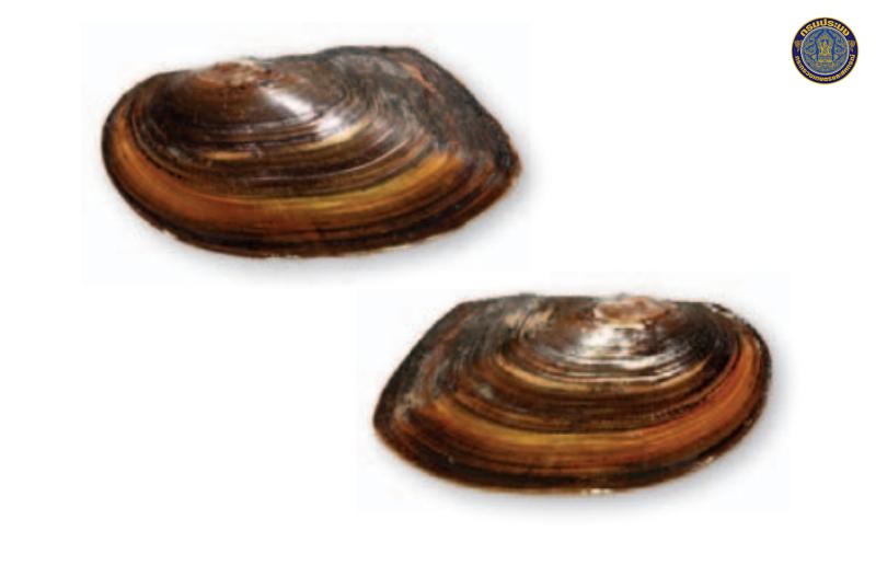 Pilsbryoconcha kittitati