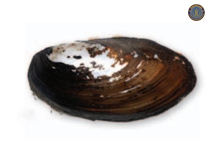 Pilsbryoconcha mekongiana