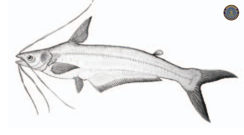 Platytropius siamensis