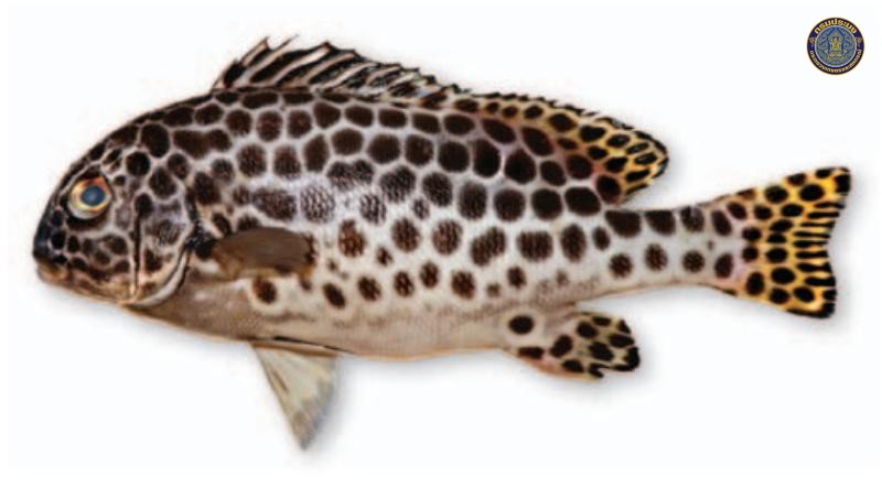 Plectorhinchus macrospilus