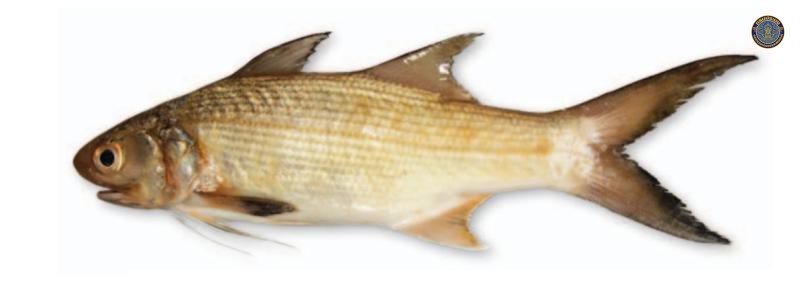 Polydactylus siamensis