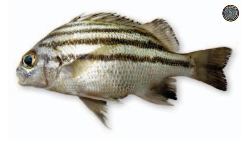 Pomadasys andamanensis
