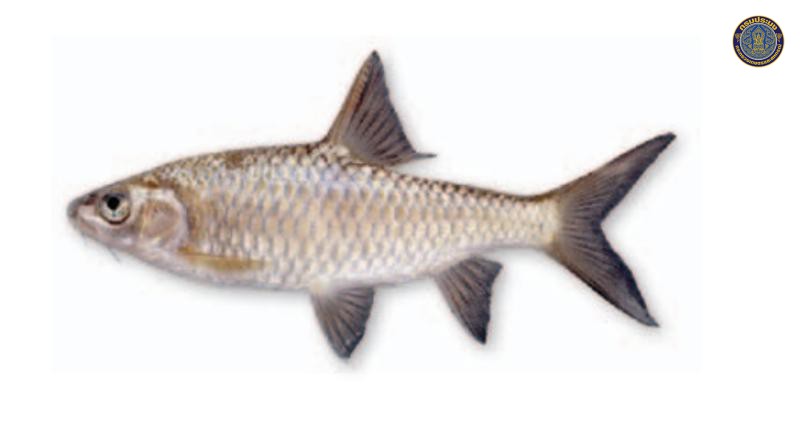 Poropuntius bantamensis