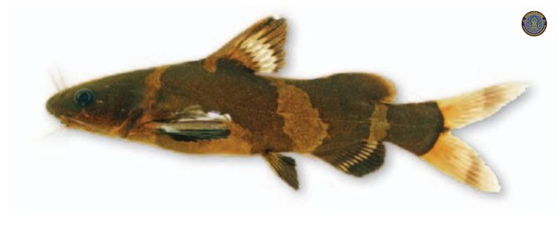 Pseudomystus siamensis