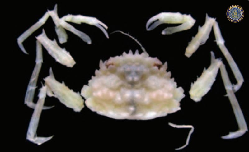 Pseudopalicus bidens