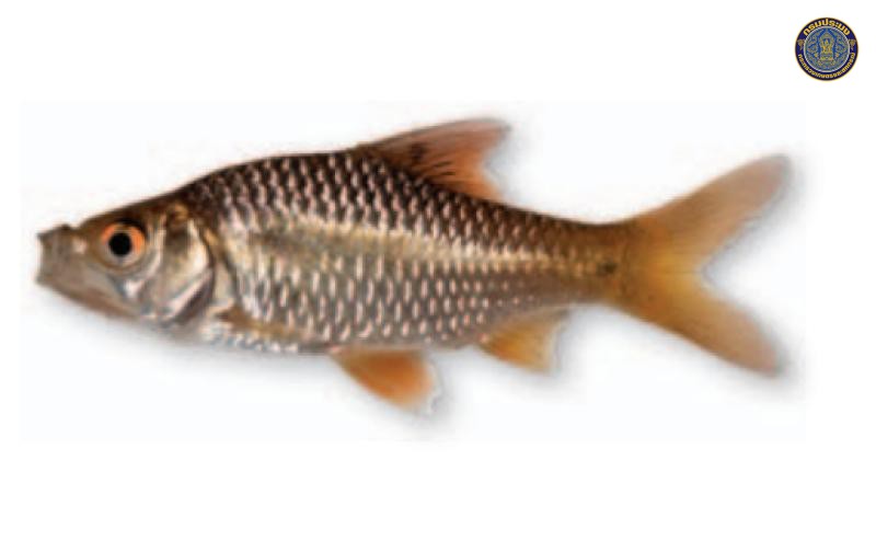 Puntius masyai