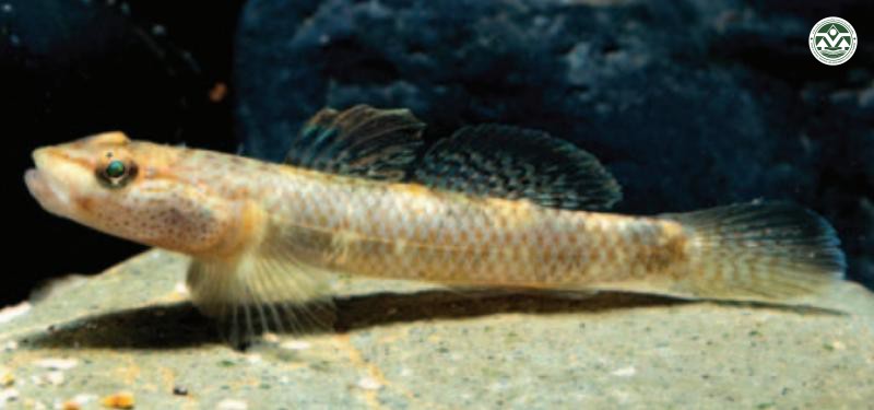 Rhinogobius chiengmaiensis