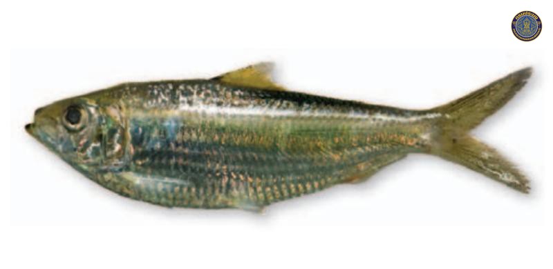 Sardinella richardsoni