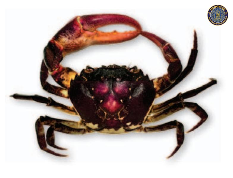 Sayamia bangkokensis