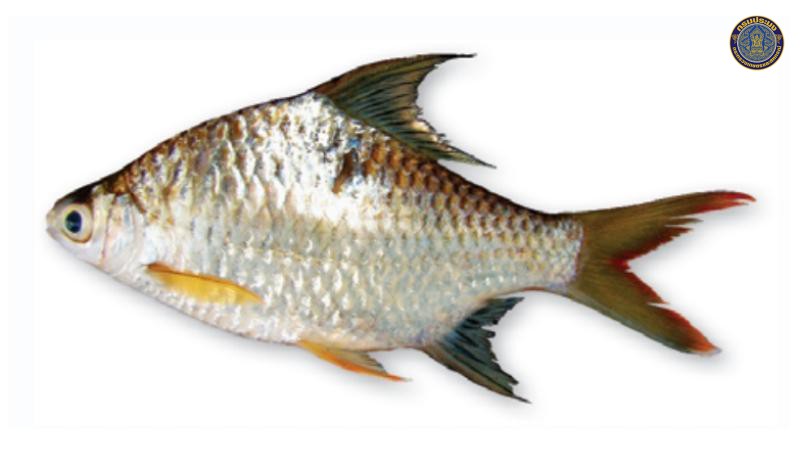 Scaphognathops bandanensis