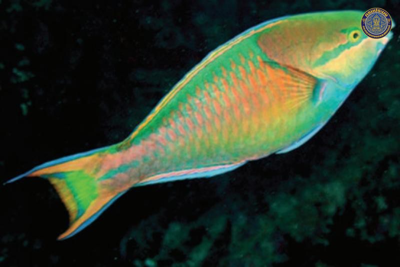 Scarus maculipinna