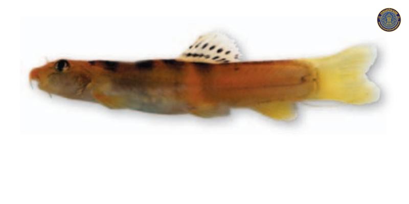 Schistura aurantiaca