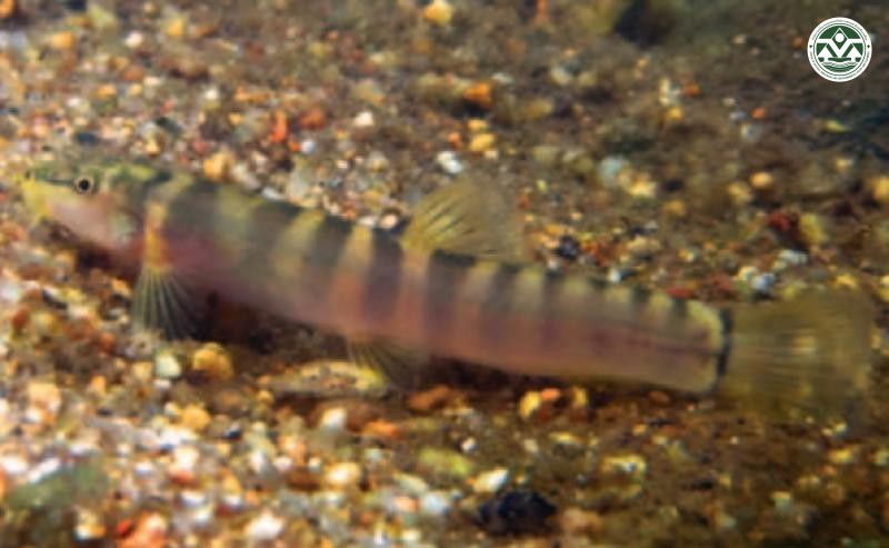 Schistura crocatula