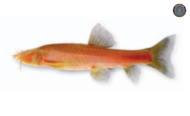 Schistura deansmarti