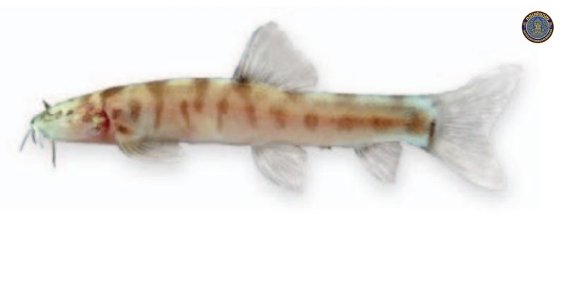 Schistura jarutanini