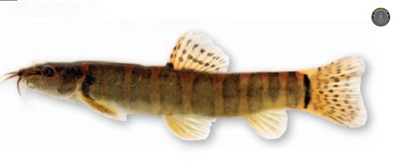 Schistura kohchangensis
