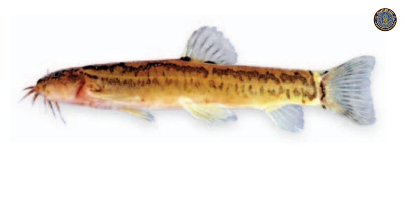 Schistura maejotigrina
