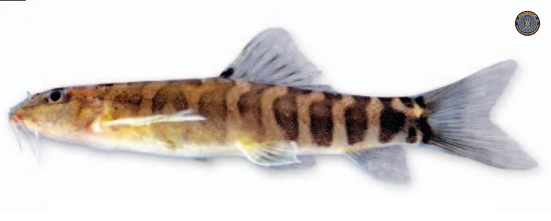 Schistura maepaiensis