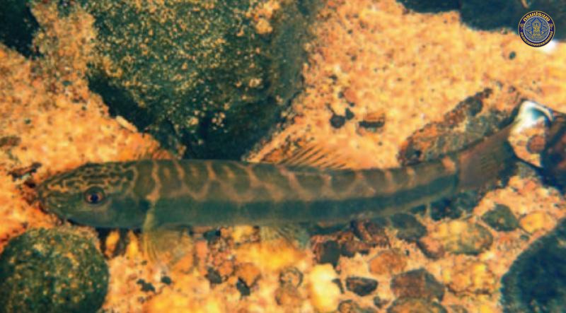 Schistura menanensis