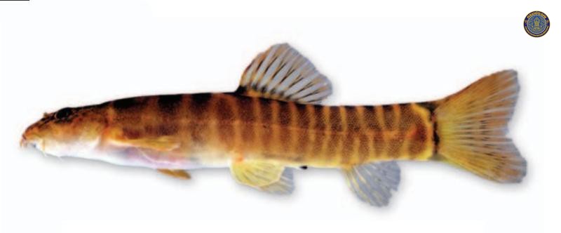 Schistura moeiensis